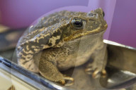 FEATURE - Tierische Inventur im Erlebnis-Zoo Hannover
