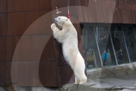 FEATURE - Tierische Inventur im Erlebnis-Zoo Hannover