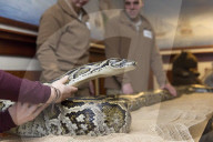 FEATURE - Tierische Inventur im Erlebnis-Zoo Hannover