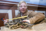 FEATURE - Tierische Inventur im Erlebnis-Zoo Hannover