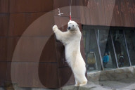 FEATURE - Tierische Inventur im Erlebnis-Zoo Hannover