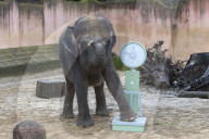 FEATURE - Tierische Inventur im Erlebnis-Zoo Hannover