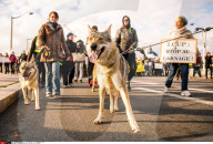 NEWS - Lyon: Proteste gegen die Wolfs-Jagd