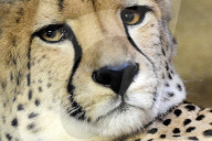 FEATURE - Gepard Dirili schaut ernst in die Welt