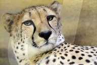 FEATURE - Gepard Dirili schaut ernst in die Welt
