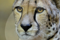 FEATURE - Gepard Dirili schaut ernst in die Welt