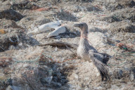 NEWS - Traurige Bilder der jährlichen Tier-Rettungs Aktion auf der Grassholm Insel, England