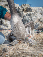 NEWS - Traurige Bilder der jährlichen Tier-Rettungs Aktion auf der Grassholm Insel, England