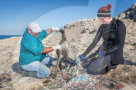 NEWS - Traurige Bilder der jährlichen Tier-Rettungs Aktion auf der Grassholm Insel, England