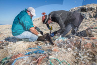 NEWS - Traurige Bilder der jährlichen Tier-Rettungs Aktion auf der Grassholm Insel, England