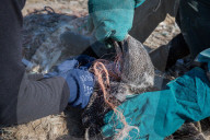 NEWS - Traurige Bilder der jährlichen Tier-Rettungs Aktion auf der Grassholm Insel, England