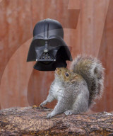 FEATURE - Dürfen wir vorstellen; Darth Eichhörnchen