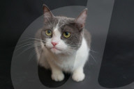 FEATURE - Imogen, die ausdrucksvolle Katze