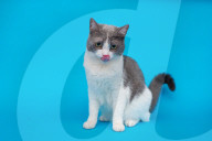 FEATURE - Imogen, die ausdrucksvolle Katze