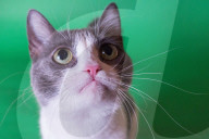 FEATURE - Imogen, die ausdrucksvolle Katze