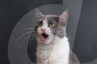 FEATURE - Imogen, die ausdrucksvolle Katze