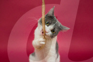 FEATURE - Imogen, die ausdrucksvolle Katze