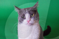 FEATURE - Imogen, die ausdrucksvolle Katze