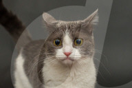 FEATURE - Imogen, die ausdrucksvolle Katze