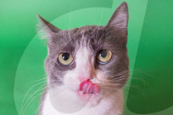 FEATURE - Imogen, die ausdrucksvolle Katze