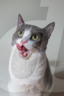 FEATURE - Imogen, die ausdrucksvolle Katze