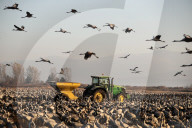 FEATURE - Kranich-Invasion treibt Israelis zur Verzweiflung