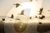 FEATURE - Kranich-Invasion treibt Israelis zur Verzweiflung