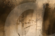 FEATURE - Kranich-Invasion treibt Israelis zur Verzweiflung