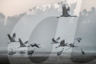 FEATURE - Kranich-Invasion treibt Israelis zur Verzweiflung