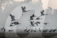 FEATURE - Kranich-Invasion treibt Israelis zur Verzweiflung