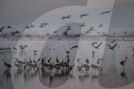 FEATURE - Kranich-Invasion treibt Israelis zur Verzweiflung