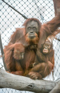 FEATURE - Orang Utahs und Gibbons erhälten neues Gehege im Chester Zoo