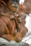 FEATURE - Orang Utahs und Gibbons erhälten neues Gehege im Chester Zoo