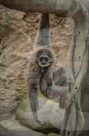 FEATURE - Orang Utahs und Gibbons erhälten neues Gehege im Chester Zoo