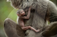FEATURE - Orang Utahs und Gibbons erhälten neues Gehege im Chester Zoo