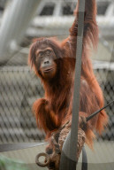 FEATURE - Orang Utahs und Gibbons erhälten neues Gehege im Chester Zoo