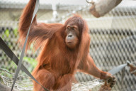 FEATURE - Orang Utahs und Gibbons erhälten neues Gehege im Chester Zoo