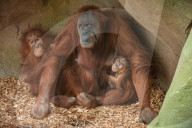 FEATURE - Orang Utahs und Gibbons erhälten neues Gehege im Chester Zoo