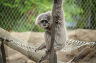 FEATURE - Orang Utahs und Gibbons erhälten neues Gehege im Chester Zoo