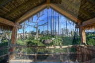 FEATURE - Orang Utahs und Gibbons erhälten neues Gehege im Chester Zoo