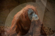 FEATURE - Orang Utahs und Gibbons erhälten neues Gehege im Chester Zoo