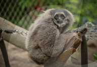 FEATURE - Orang Utahs und Gibbons erhälten neues Gehege im Chester Zoo