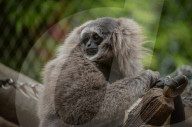 FEATURE - Orang Utahs und Gibbons erhälten neues Gehege im Chester Zoo