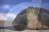 Government Creates Ascension Island Marine Reserve