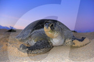Government Creates Ascension Island Marine Reserve