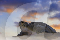 Government Creates Ascension Island Marine Reserve