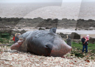 NEWS - Erneut tote Pottwale in England gestrandet