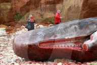 NEWS - Erneut tote Pottwale in England gestrandet