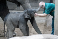 FEATURE - Kanja: Elefantentaufe im Tierpark Hagenbeck in Hamburg