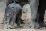 FEATURE - Kanja: Elefantentaufe im Tierpark Hagenbeck in Hamburg